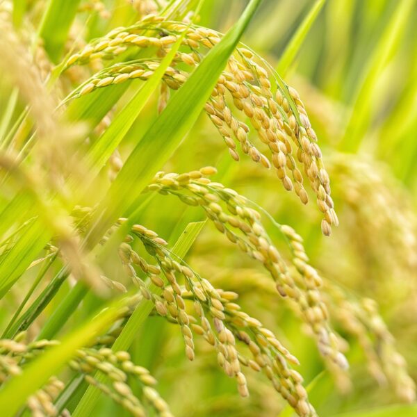 Rice Cultivation: A Profitable Business.  By Peter Owinje.