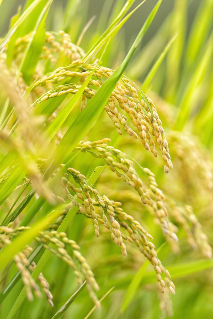 Rice Cultivation: A Profitable Business.  By Peter Owinje.